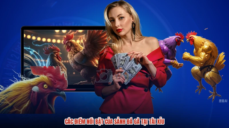 Các điểm nổi bật của sảnh đá gà tại TÀI XỈU