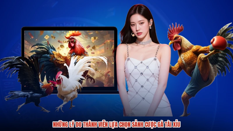Những lý do thành viên lựa chọn sảnh cược gà TÀI XỈU