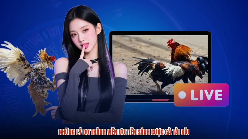 Những lý do thành viên ưu tiên sảnh cược gà TÀI XỈU