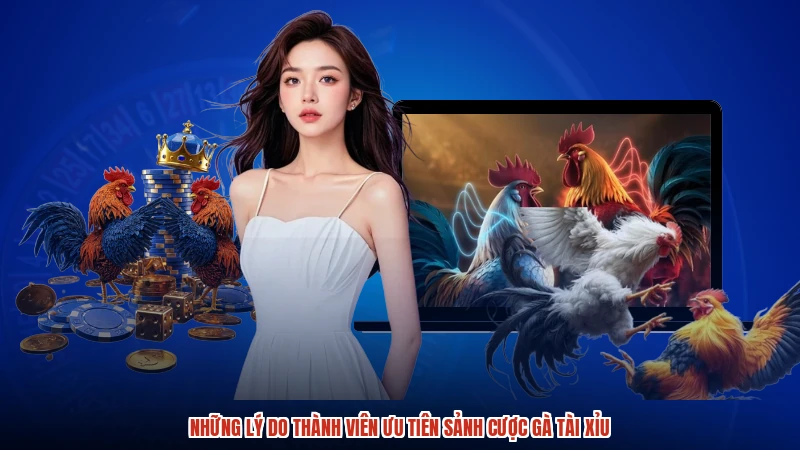 Những lý do thành viên ưu tiên sảnh cược gà TÀI XỈU