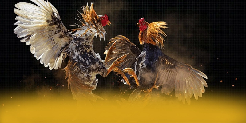Giải đáp thắc mắc về BET168
